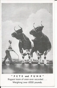 Vintage Postkarte PETE und Punk größtes Team von Ochsen 6.500 Pfund Shartlesville PA - Bild 1 von 2