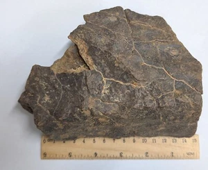 1993 Gram Unclassified NWA METEORITE (#F6890) - Picture 1 of 2