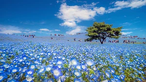 Foto de flores de National Geographic, impresión de lona arte de pared decoración del hogar - Imagen 1 de 1