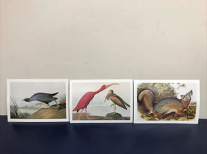 3 postales artísticas de John James Audubon National Audubon Society aves ibis etc. tarjetas - Imagen 1 de 12
