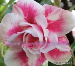 5 Pink White Pretty Girl Desert Rose Seeds Adenium Flower - Picture 1 of 1