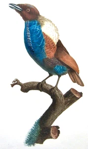 VARIETÀ DU MAGNIFIQUE N. 10 BARRABAND 1806 STORIA DEGLI UCCELLINI ROLLIERS FRANCIA - Foto 1 di 5