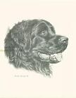 #138 portrait of NEWFOUNDLAND dog art print  Pen and ink drawing by  Jan Jellins