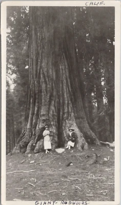 Real Photo California Redwood Forest Women Posing at Base of Giant Tree c. 1920s - Image 1 of 2