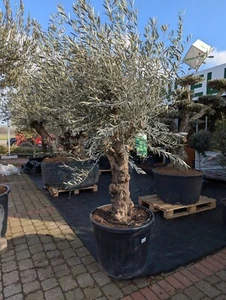 Olea europaea Olivenbaum 1,9-2,3m dicker alter Stamm winterhart mediterran XXL - Bild 1 von 3