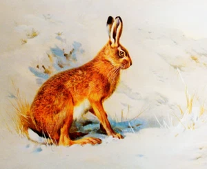 HARE. WINTERTIME * 1970s VINTAGE PRINT OF A PAINTING BY THORBURN - Picture 1 of 2