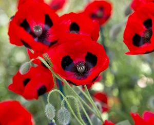 Red Tulip Poppy Seeds Cottage Garden Flower Spring Summer Tulip Poppy Red Seeds - Picture 1 of 1