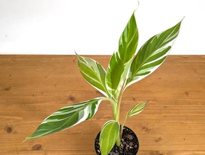 Variegated Musa Florida Banana Tree - Rare Exotic Tropical Indoor Houseplant - Picture 1 of 10