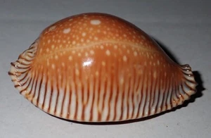 54 mm HUGE Cypraea Guttata f. Surinensis Cowrie Seashell #AK7 Surin Island RARE - Picture 1 of 6