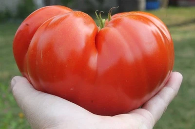 SEEDVILLE USA 500 BEEFSTEAK TOMATO Lycopersicon Lycopersicum Fruit Vegetable Seeds