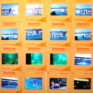 Marineland Florida Vintage Kodachrome Toboganes Lote de 16 Anguila Surf Perro Buceo - Imagen 1 de 11