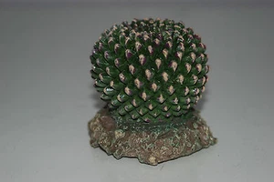 2 x cactus rettili Vivarium con decorazione base di roccia 7,5 x 7,5 x 7 cm - Foto 1 di 3