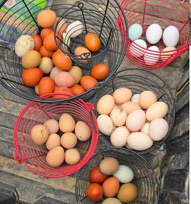 10+ Barnyard Mix Hatching Eggs | Assorted Mix Rare Breeds | TN NPIP CERTIFIED