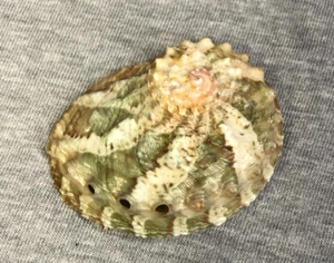 Haliotis ovina (abulón ovalado) ¡53,2 mm!¡! - Imagen 1 de 3