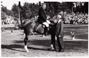 Sementales de carrusel Horsesports vintage RPPC C400 - Imagen 1 de 2