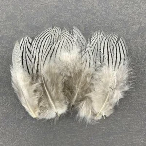 100 pezzi piume coda di fagiano argento 5-10 cm/2-4 pollici artigianato pennacchi fai da te - Foto 1 di 12
