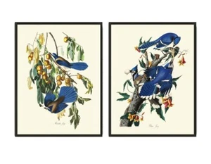 Blue Jay James Audubon Bird Wall Art Prints Set of 2 Beautiful Antique Unframed - Picture 1 of 6