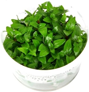 Staurogyne repens In-Vitro - Bild 1 von 1