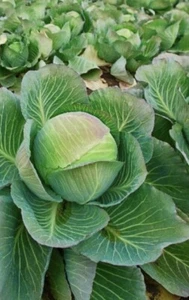 2,000 Brunswick Cabbage Seeds Danish Ballhead Vegetable NON-GMO (2,000 seeds) - Picture 1 of 3