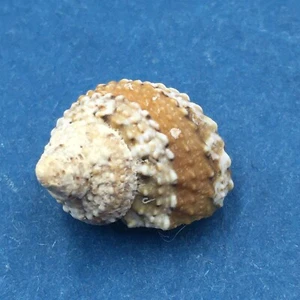 #13 Turbo castanea 17mm W/O -5 Low Tide "Olive Garden" Guana Cay, Abaco, Bahamas - Picture 1 of 3