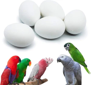 FOIBURELY 5 Pcs Solid Parrot Plastic Eggs Hatching Eggs Mini Macaw Amazon Cockat - Picture 1 of 12