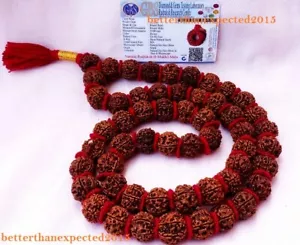 6 Mukhi Rudraksha Mala / Seis Caras Rudraksh Kantha 18-20 MM -Nepal -54 cuentas ~ Laboratorio - Imagen 1 de 3
