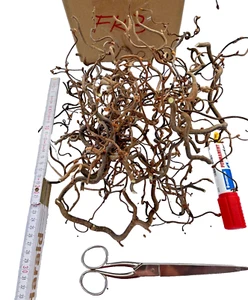 BIO-Korkenzieherhasel Zweige Äste--Basteln Dekorieren Tiere Kunsthandwerk…(FK3) - Bild 1 von 3