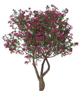 VRAY MAT & VMESH OF PLANTS/FLOWER VASES/GRASS FOR SKETCHUP (Huge Collection) - Picture 1 of 12