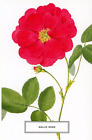 Gallic Rose (Rosa gallica) --POSTCARD