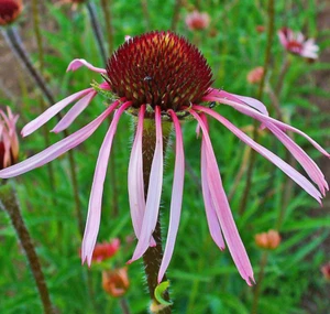 1000 ECHINACEA PALLIDA Seeds (Purple Coneflower) Hardy Perennial Garden Flower - Picture 1 of 2