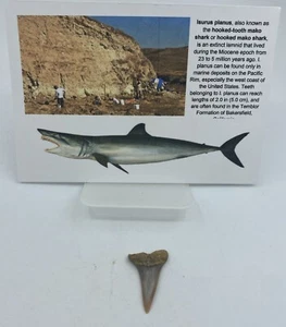 Breitzahn ""Mako"" C. hastalis Sharktooth Hill 1-1,5 Zoll MA135 - Bild 1 von 3