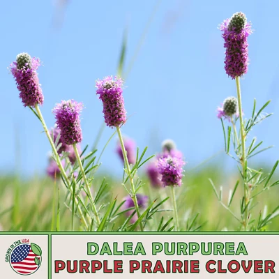 300 Purple Prairie Clover Seeds, Dalea purpurea, Bee & Butterfly Attractor - Image 1 of 2