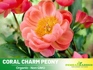 10+ Seeds| Coral Charm Peony Seeds #B011 - Picture 1 of 6