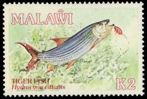 MALAWI 545 - Tiger Fish "Hydrocyon vitatus" (pb45731)