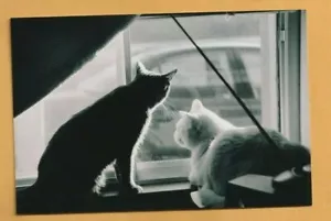 Early 2000's Gelatin Silver Photograph, Unknown Photographer, Window Hunter Cats - Picture 1 of 2