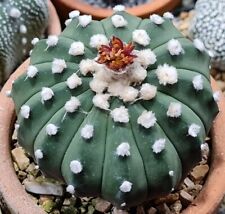 Astrophytum select 20 seeds  Free shipping on 5 types of seeds-no Ariocarpus 