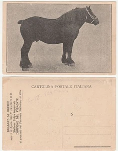 ALBA - CUNEO - STALLONE BELGA GAILLARD DE MARCHE - CAVALLO -27790- - Imagen 1 de 1