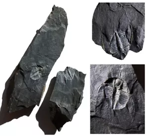 British TRILOBITE Ampyx Linleyensis RARE with SPINES ORDOVICIAN UK Fossil - Picture 1 of 13