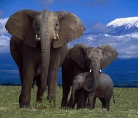 Elephant Poster//Elephants//Animal Poster//Pop Art//17x22in//Great!