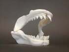 Nowość Wielka replika szczęki rekina białego - dekoracja ścienna oceanu