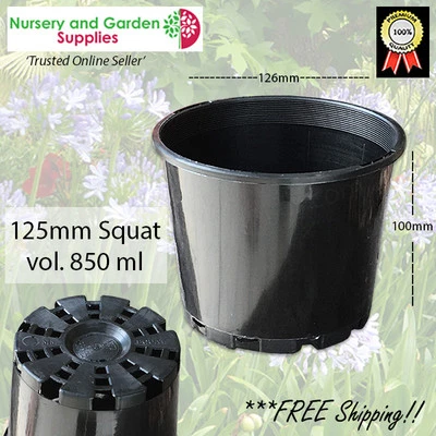 125mm Squat Plant Pot Black - Cactus, Succulents, Herbs, Flowers - image 1 of 4
