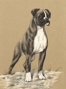 BOXER STANDING DOG LOVELY GREETINGS NOTE CARD - Zdjęcie 1 z 1