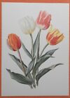 Tulpen Tulipa Ibis Prinz Karneval  Offset-Lithographie Anne Marie Trechslin 1964