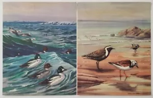 Walter Alois Weber Beautiful Bird Prints Qty of 2 9 1/2" x 12" - Picture 1 of 7