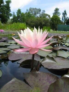 Peach & Cream water lily - pond plants - LW20 - Picture 1 of 5