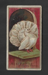 Tarjeta de tabaco Allen Ginter 1889 N4 - Serie Birds of America - Paloma Fantasía - Imagen 1 de 2