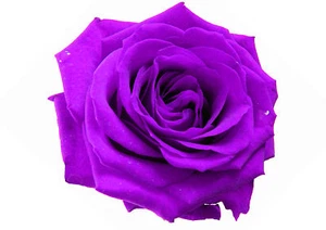 TRANSFER IRON ON STAMPA MAGLIETTA T-SHIRT ROSA VIOLA - Picture 1 of 1