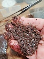 2ozs Live Blackworms Freshwater Aquarium Fish Food Betta -Cory -Loach -All Fish