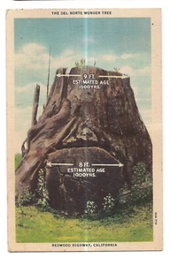 DEL NORTE WONDER TREE Fallen Redwood Highway Kalifornien Postkarte ca 1938 Leinen - Bild 1 von 2