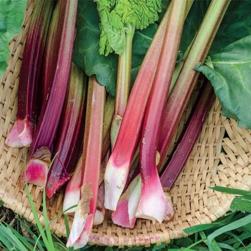 40+ Victoria  Rhubarb Seeds  Heirloom Seeds  Non-GMO Free Shipping - Image 1 of 1